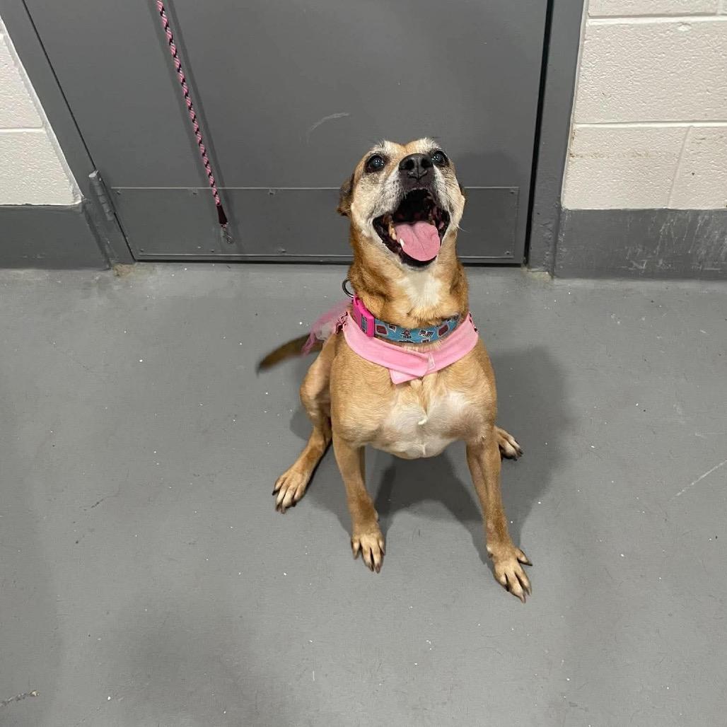 Enlarge Sassy, a Adoptable Mixed Breed in Beckley, WV image 5/6