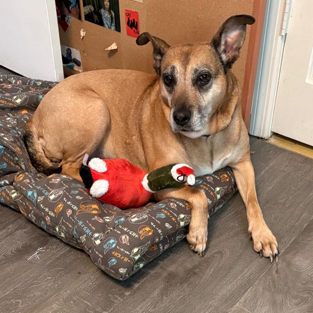 Sassy, a Adoptable Mixed Breed in Beckley, WV image 4/4