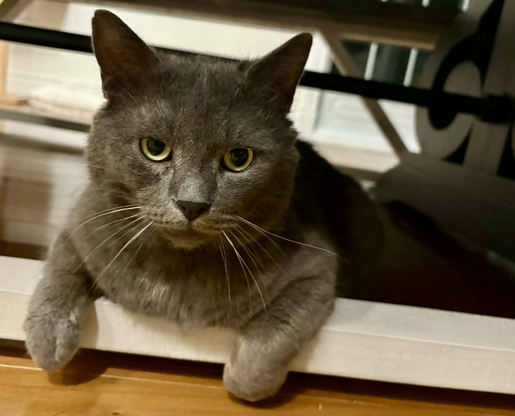 Charli, a ADOPTABLE Domestic Short Hair in Pointe-Claire, QC image 3/4