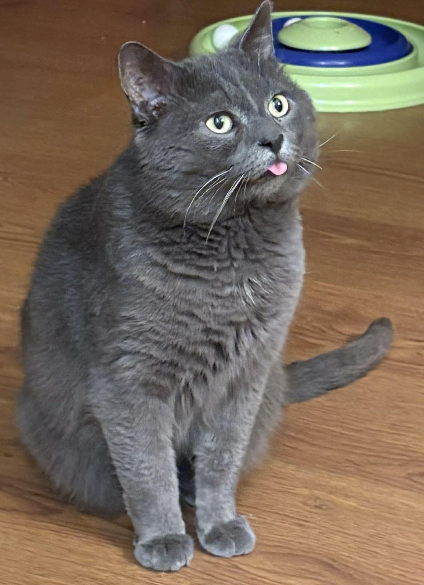 Charli, ADOPTABLE, Adult Male Domestic Short Hair.
