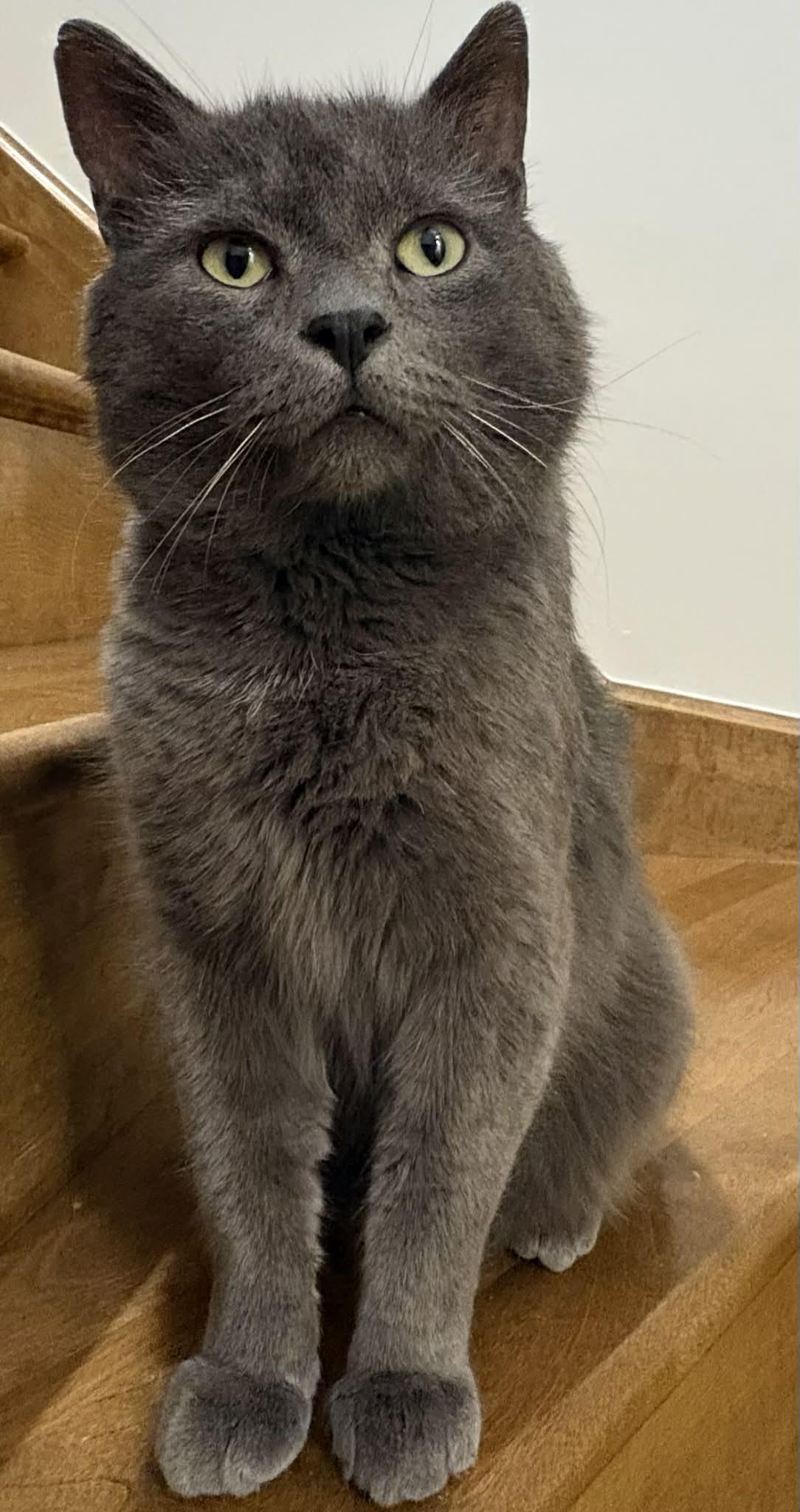 Charli, a ADOPTABLE Domestic Short Hair in Pointe-Claire, QC image 4/4