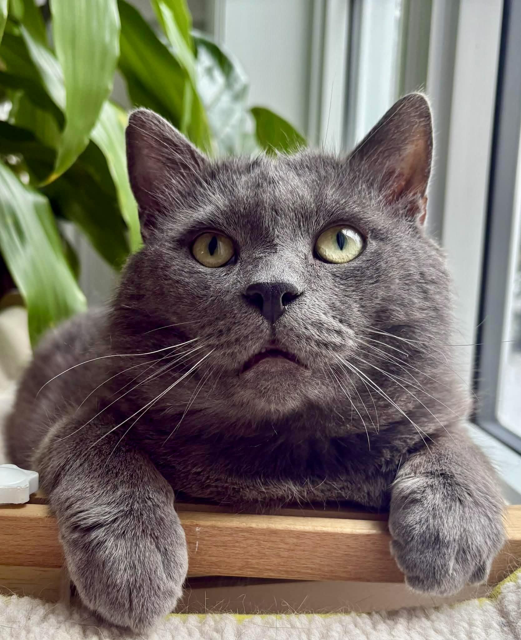 Charli, a ADOPTABLE Domestic Short Hair in Pointe-Claire, QC image 2/4