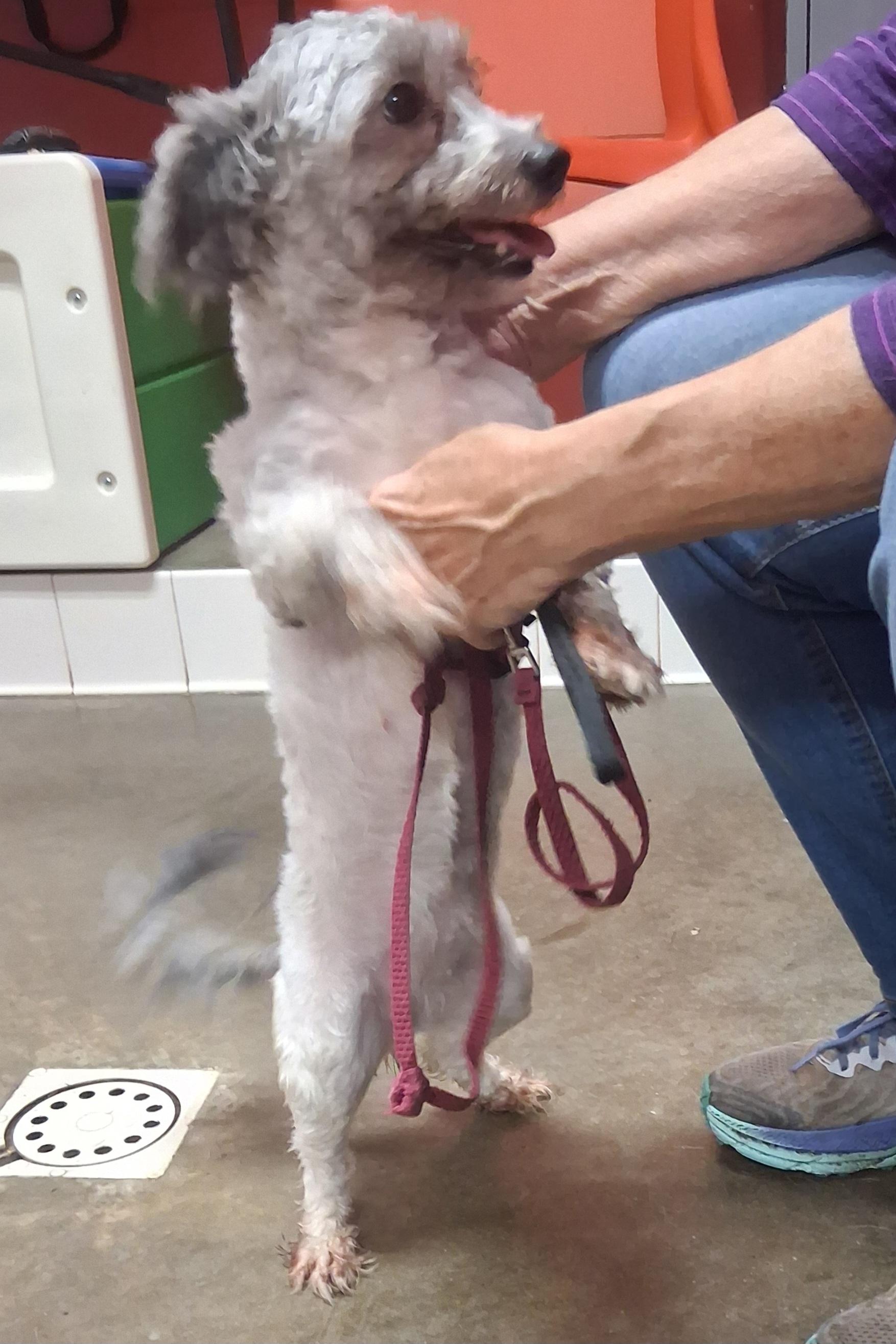 Enlarge Bluz, a Adopted mixed breed in Onley, VA image 5/5