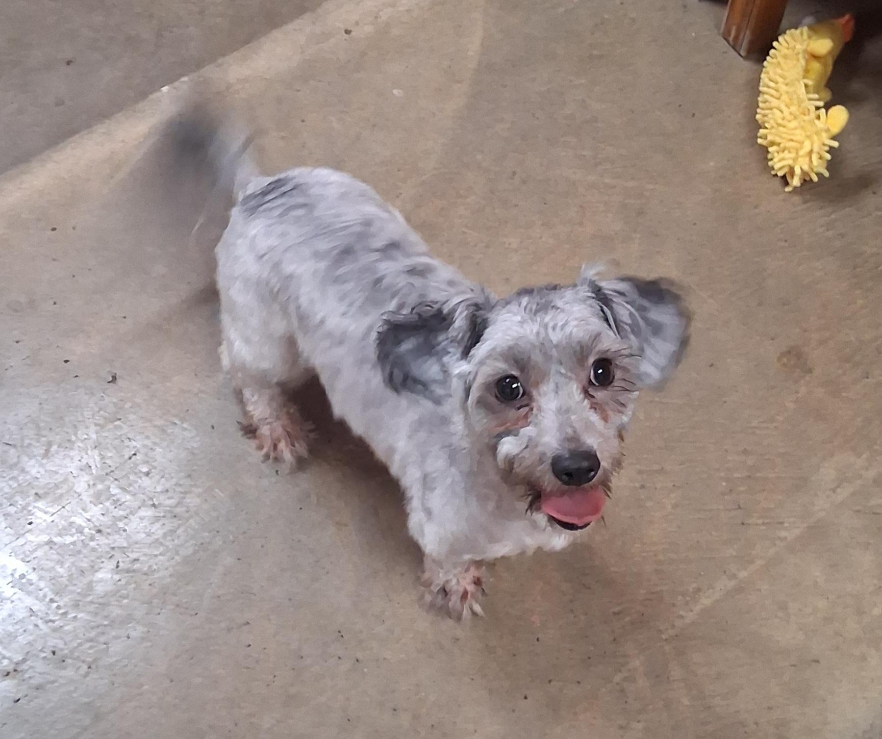 Enlarge Bluz, a Adopted mixed breed in Onley, VA image 3/5