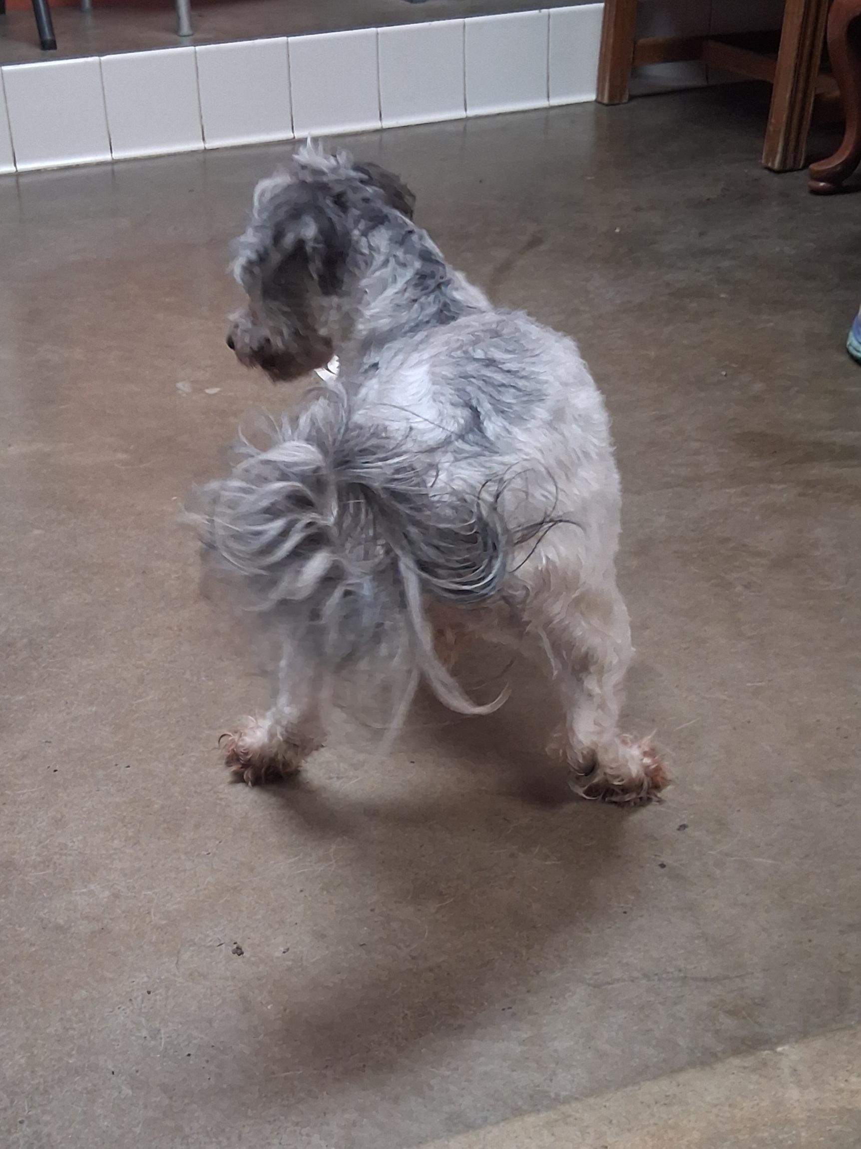 Enlarge Bluz, a Adopted mixed breed in Onley, VA image 4/5