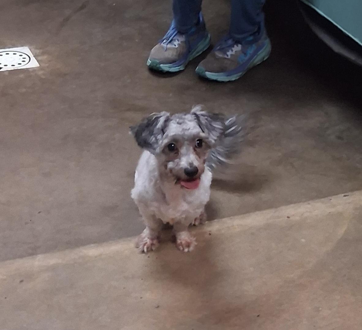 Enlarge Bluz, a Adopted mixed breed in Onley, VA image 2/5