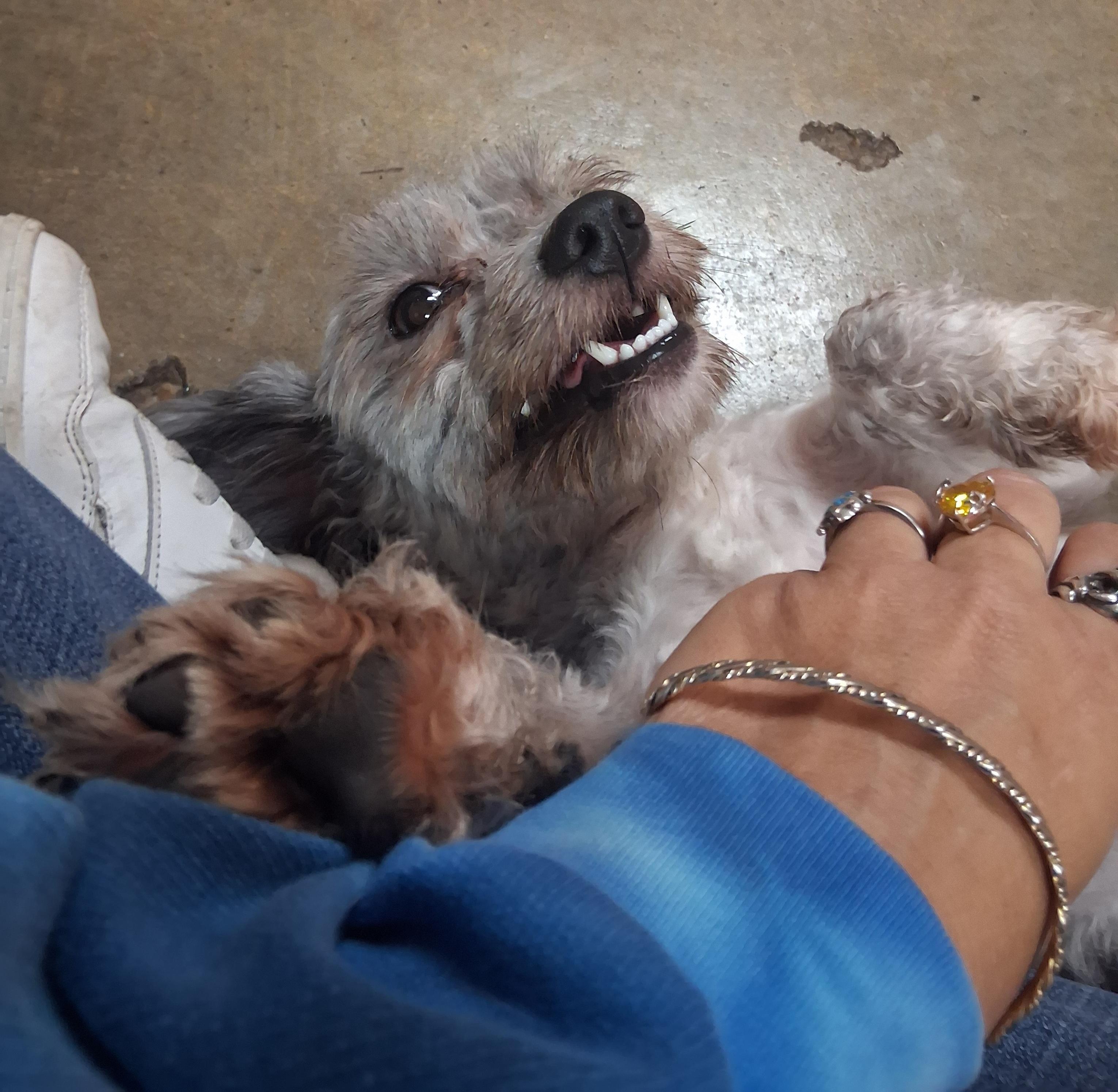 Bluz, Adopted, Young Female Shih Tzu.