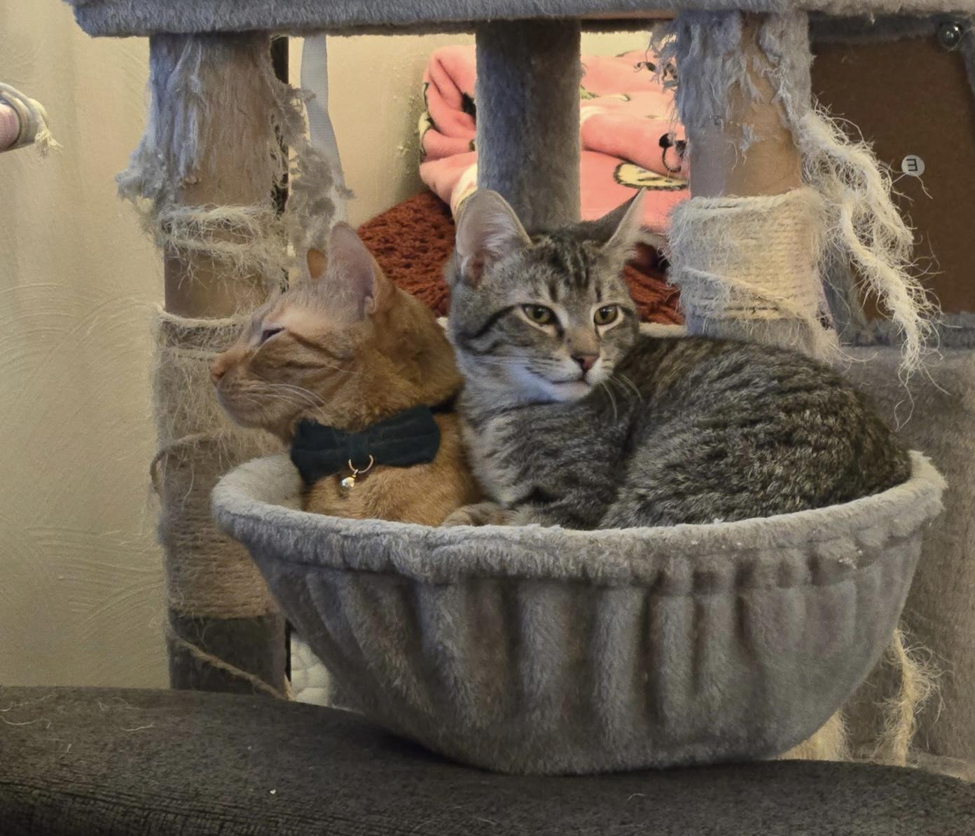 Enlarge Nick, a Adoptable mixed breed in Bethel Park, PA image 2/6