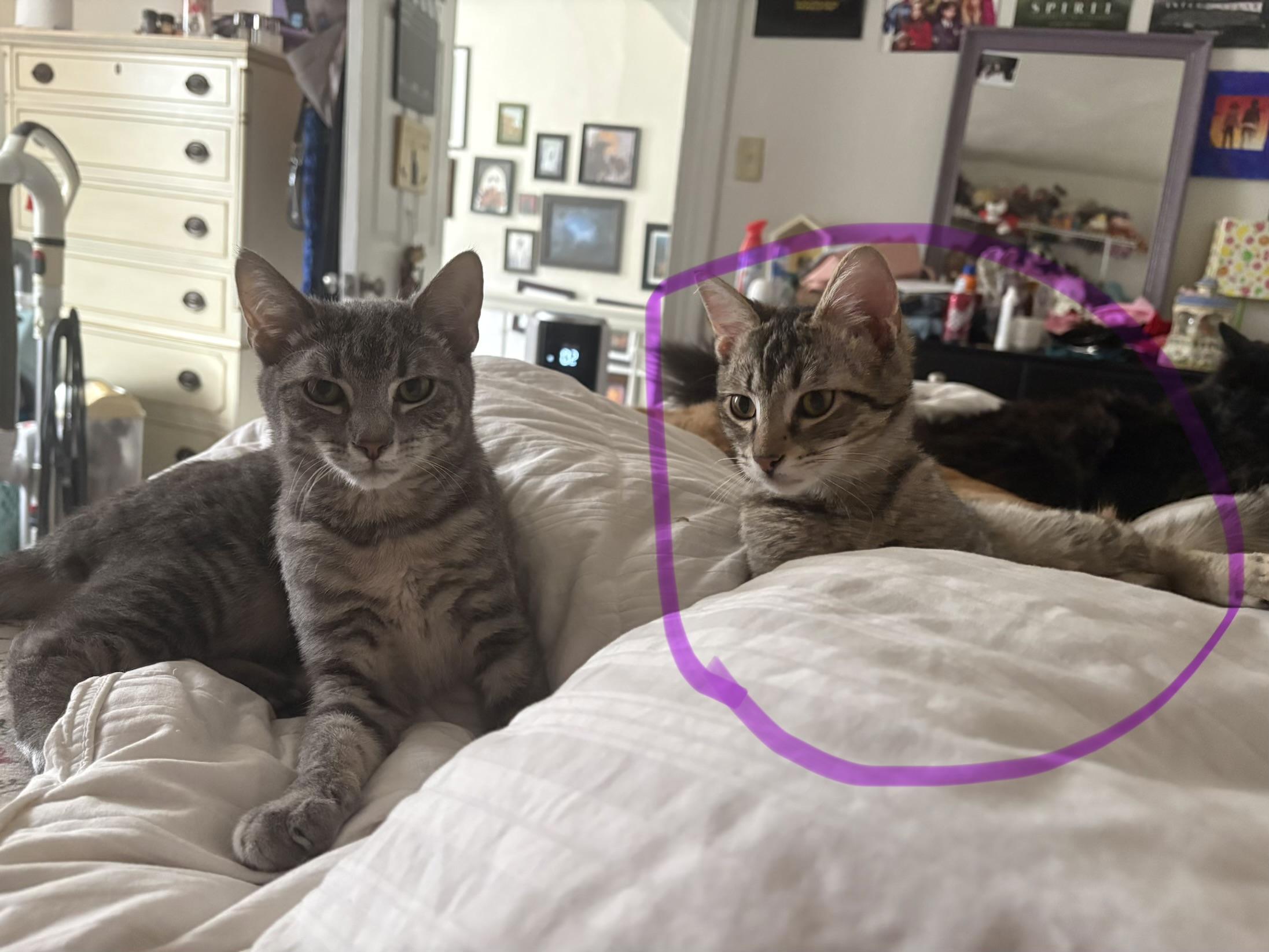 Enlarge Nick, a Adoptable mixed breed in Bethel Park, PA image 3/6