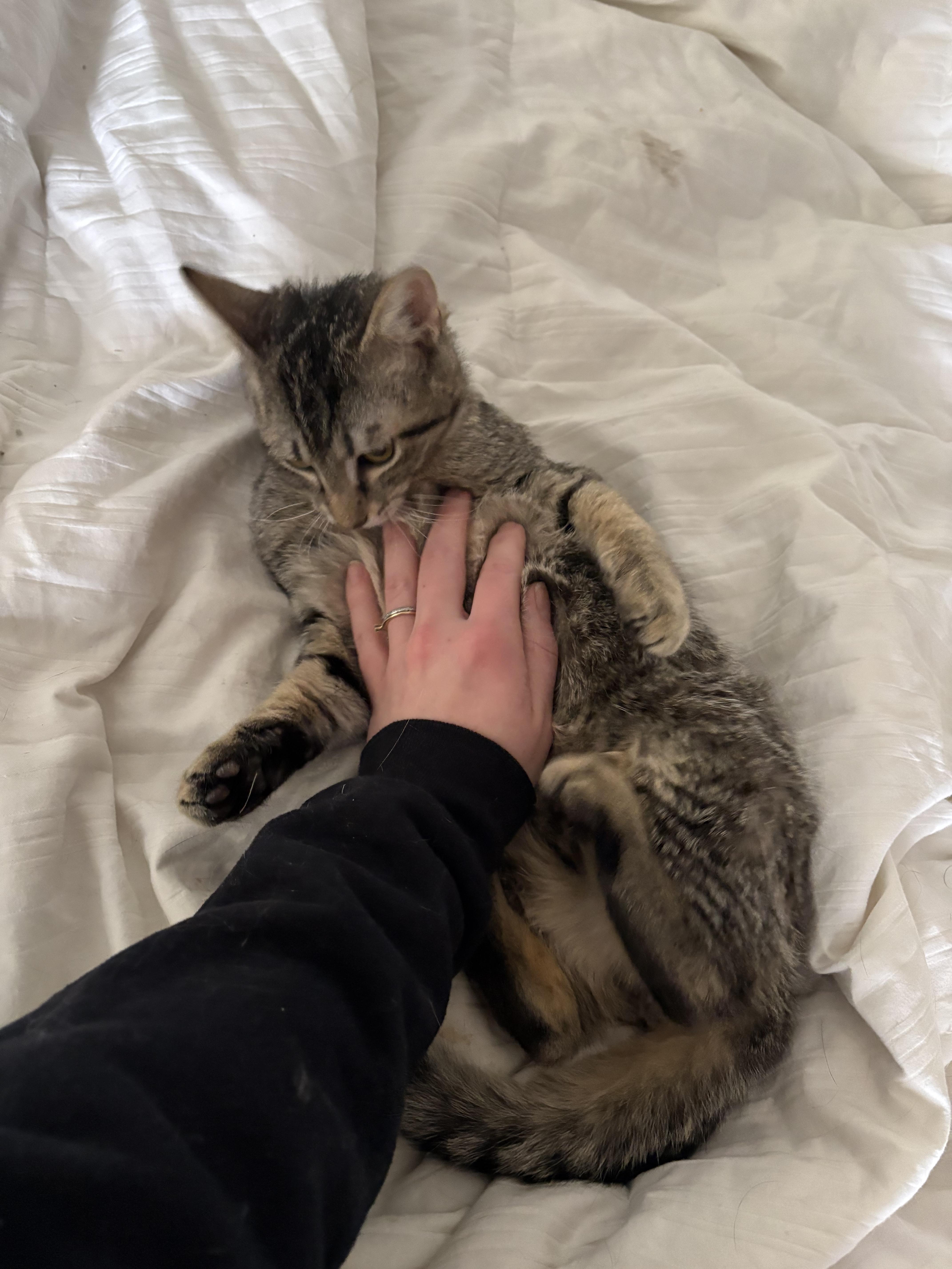 Enlarge Nick, a Adoptable mixed breed in Bethel Park, PA image 6/6