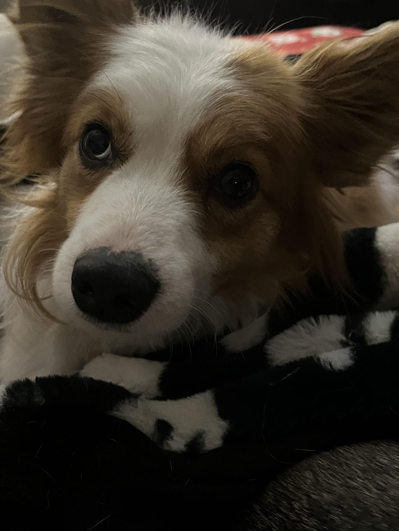 Perry, Adoptable, Young Male Papillon & Corgi.