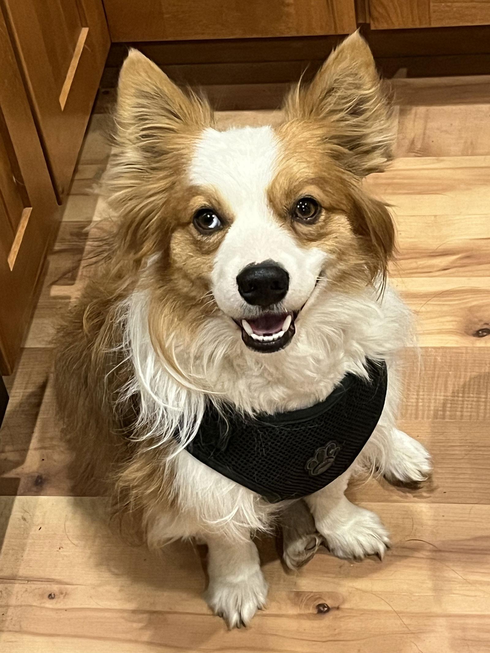 Enlarge Perry, a Adoptable mixed breed in Denver, CO image 2/3