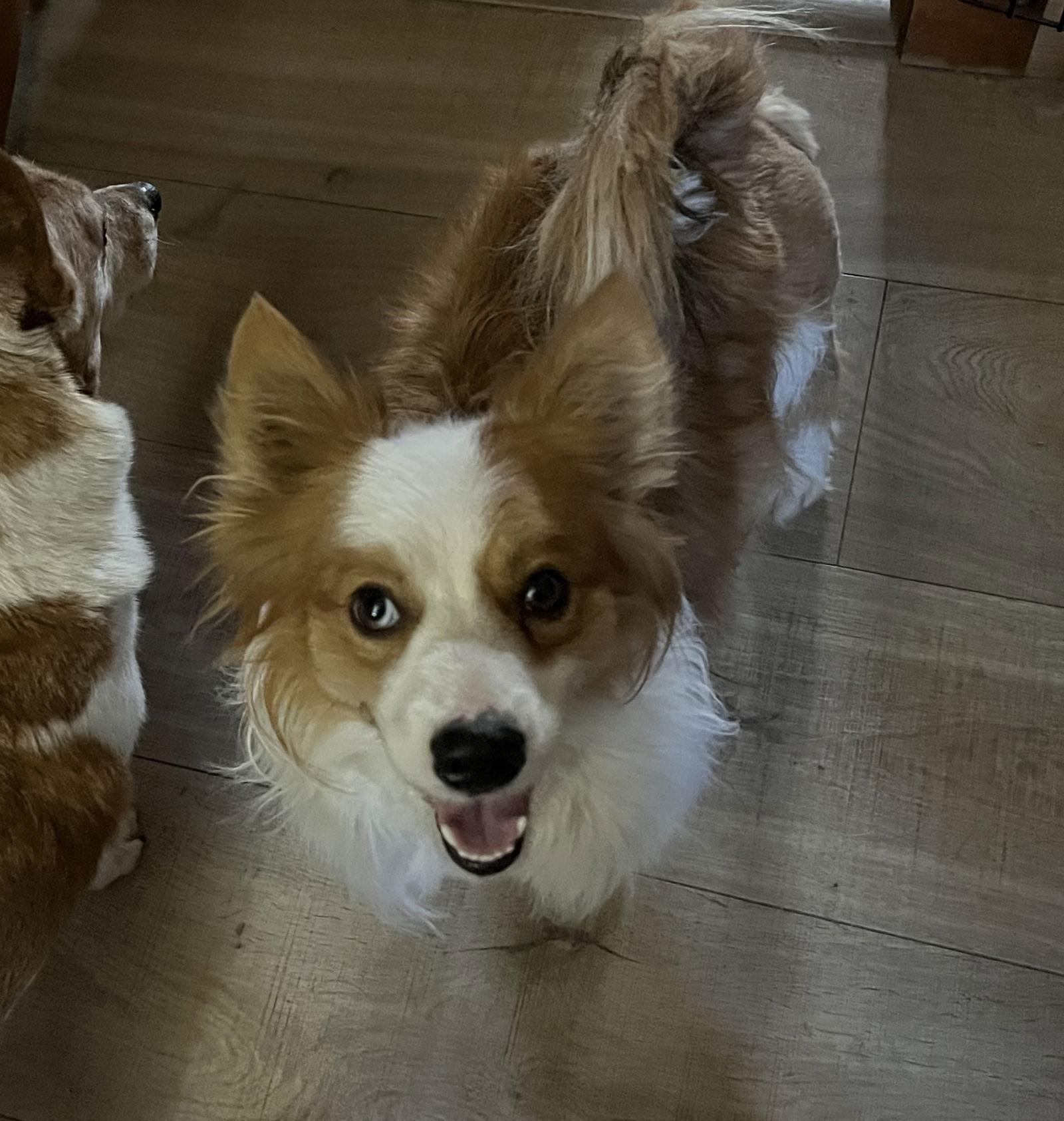 Enlarge Perry, a Adoptable mixed breed in Denver, CO image 3/3