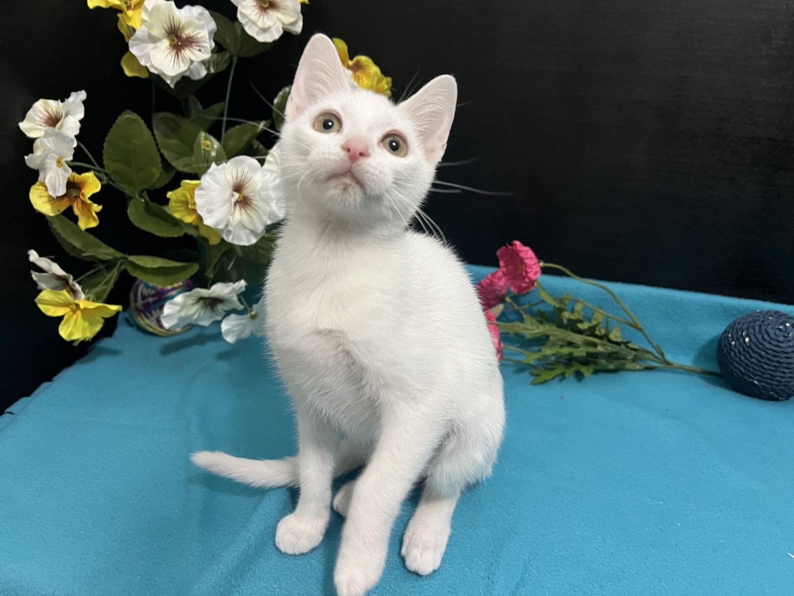 Luna, Adoptable, Kitten Female Domestic Short Hair.
