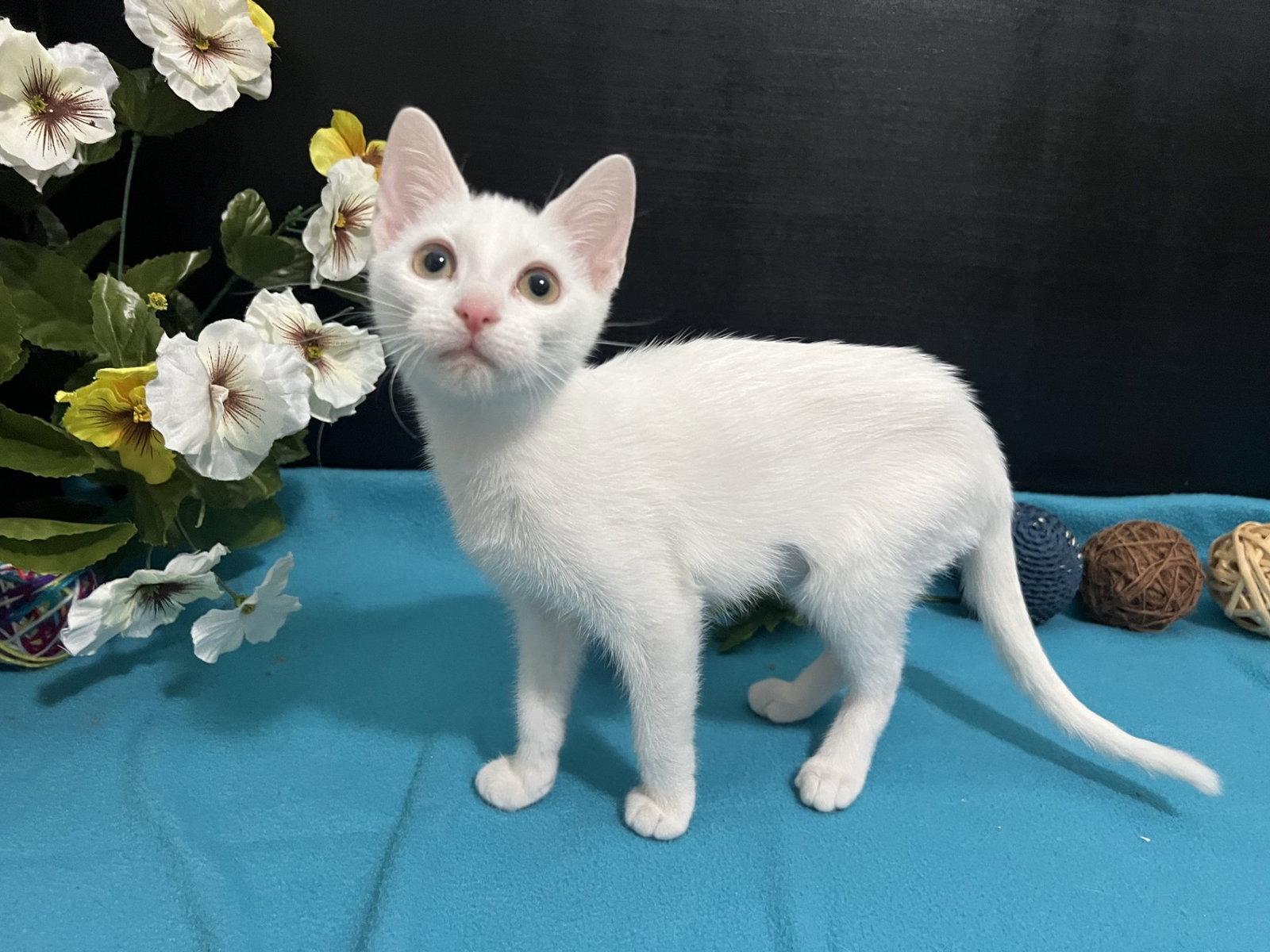 Enlarge Luna, a Adoptable Domestic Short Hair in Fayetteville, GA image 2/3