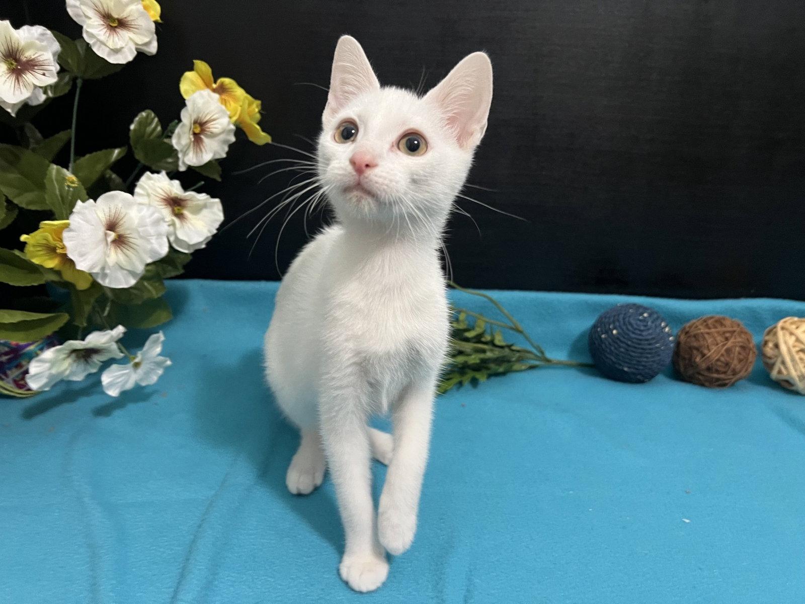 Enlarge Luna, a Adoptable Domestic Short Hair in Fayetteville, GA image 3/3