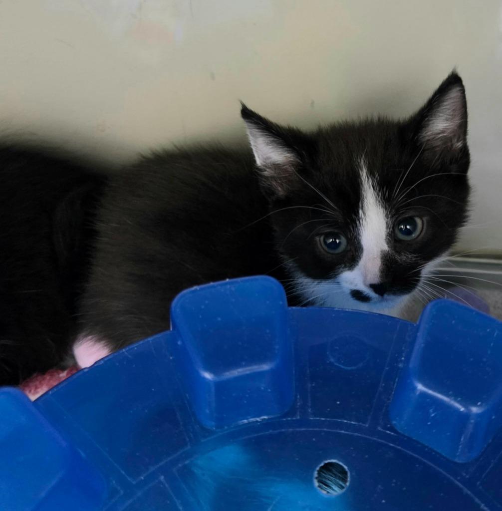 Stella, Adopted, Kitten Female Domestic Short Hair.