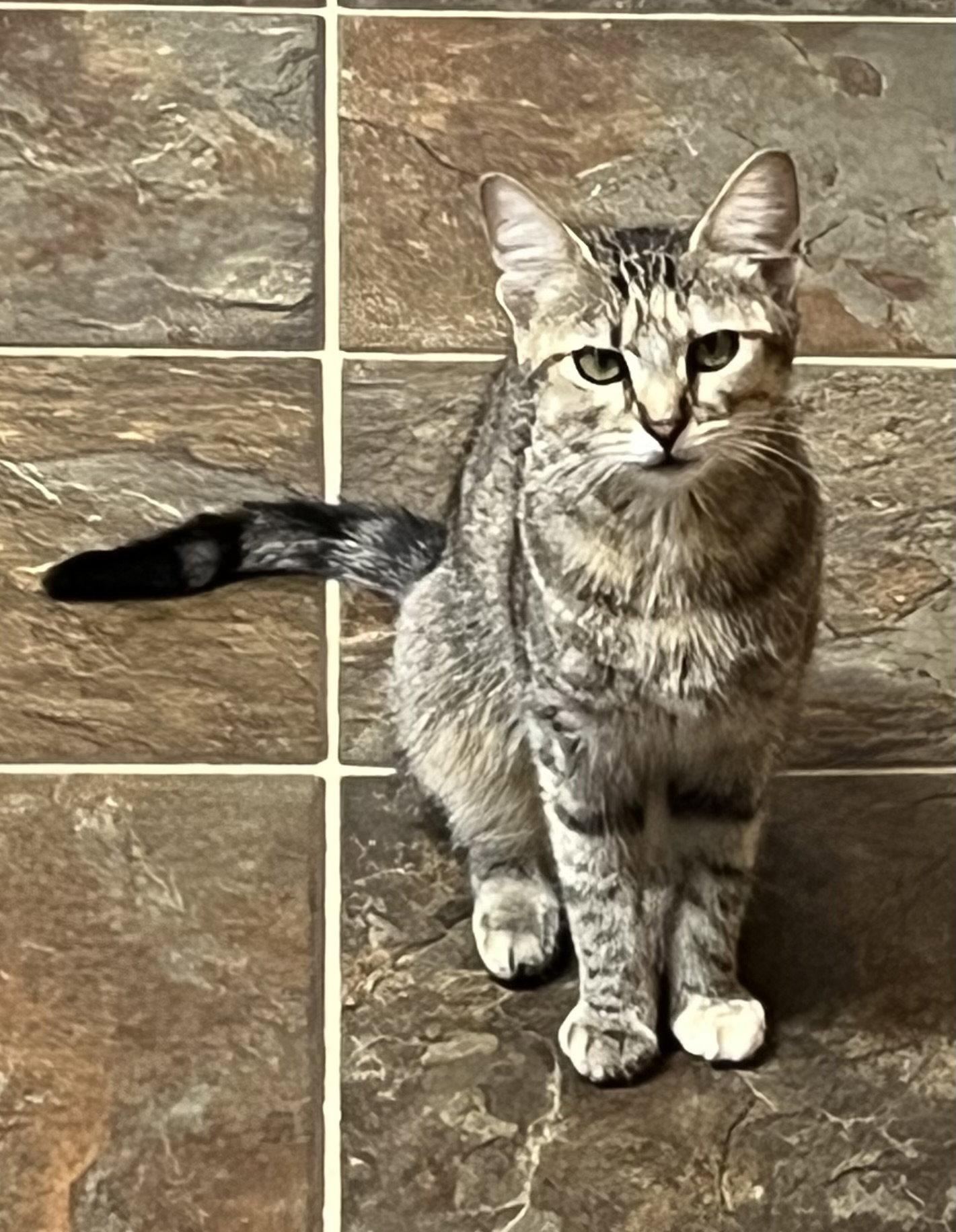 Enlarge Fig, a Adoptable mixed breed in Lexington, SC image 1/3