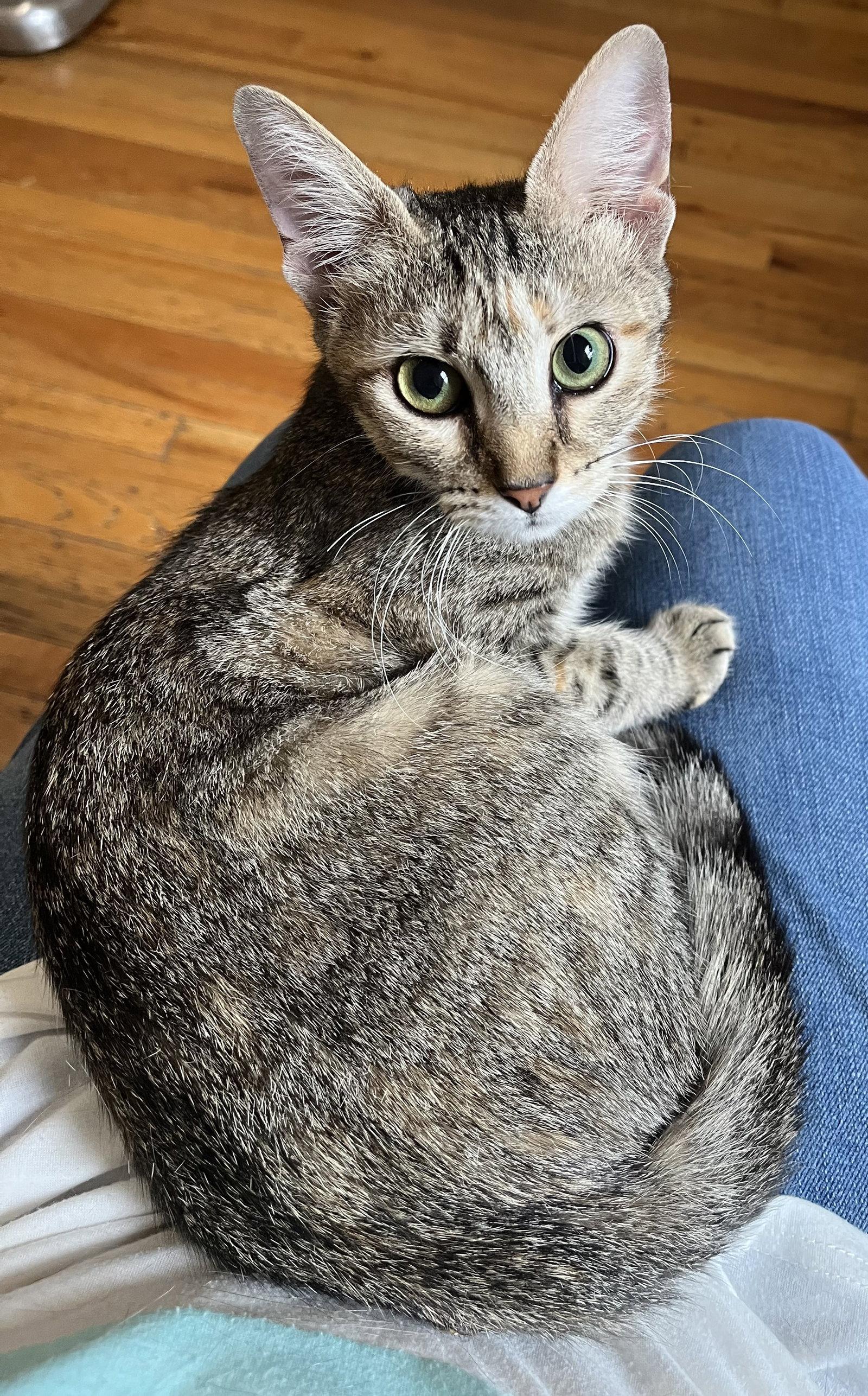 Enlarge Fig, a Adoptable mixed breed in Lexington, SC image 3/3