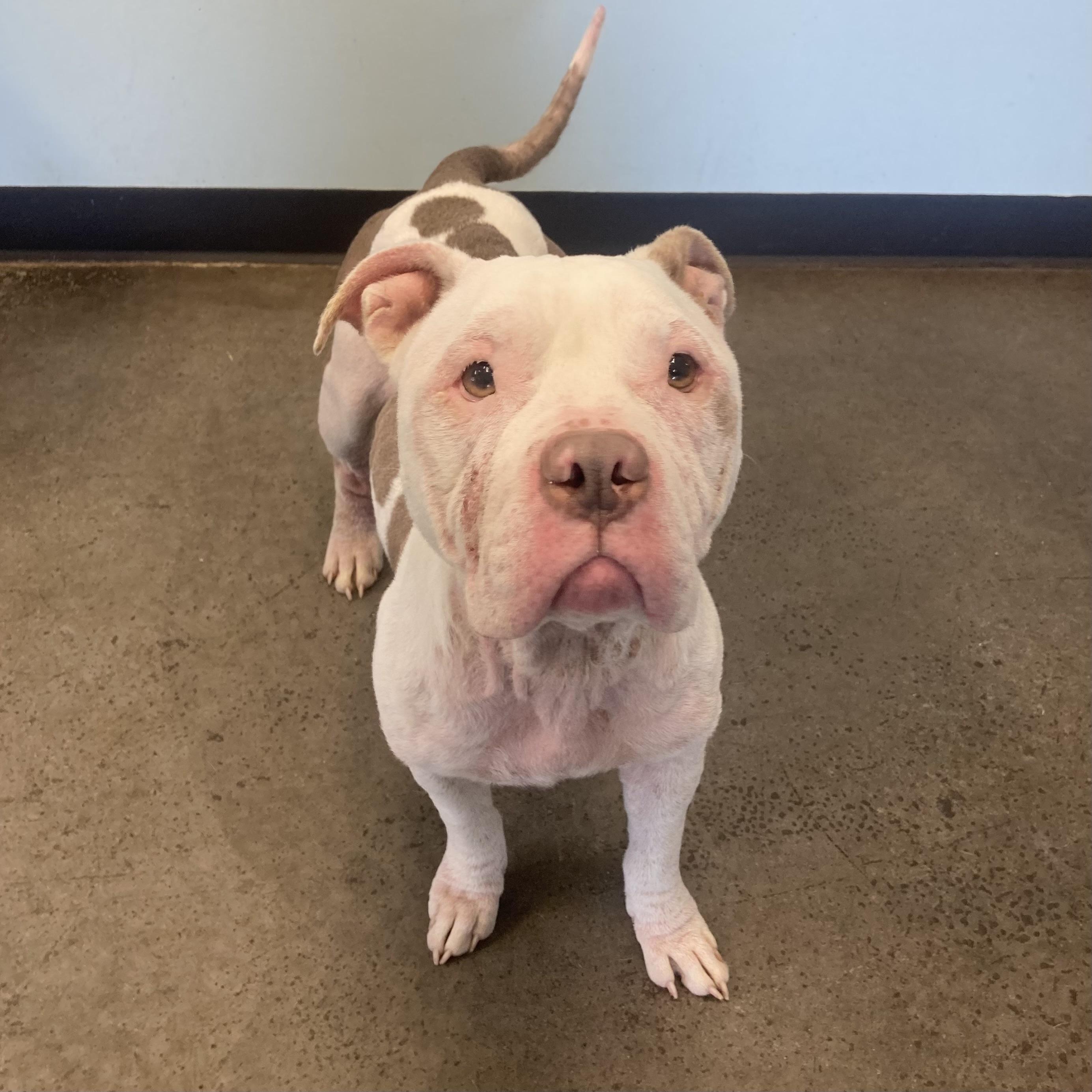 Enlarge Mookie, an adoptable mixed breed in Mishawaka, IN image 2/6