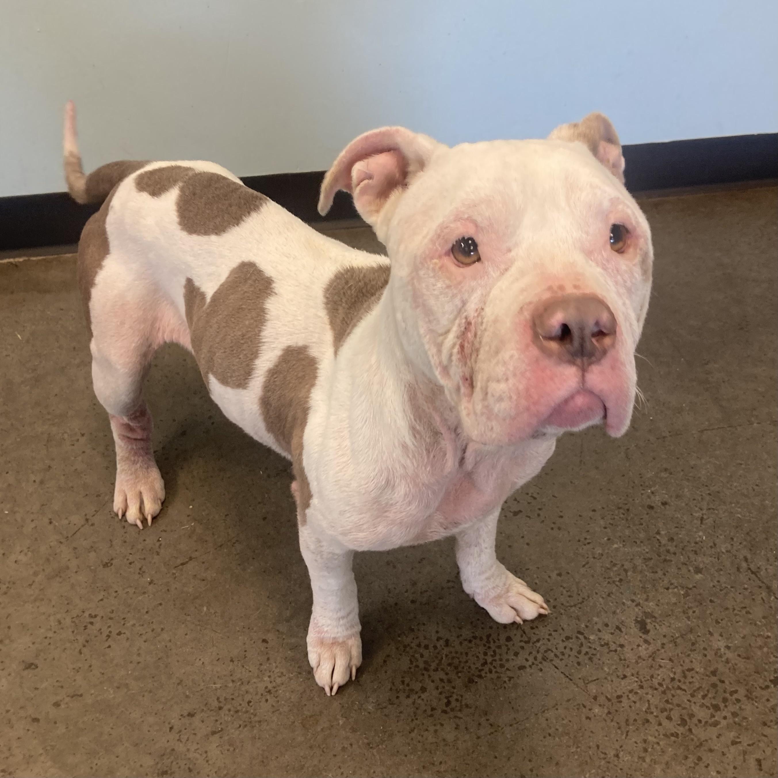 Enlarge Mookie, an adoptable mixed breed in Mishawaka, IN image 3/6