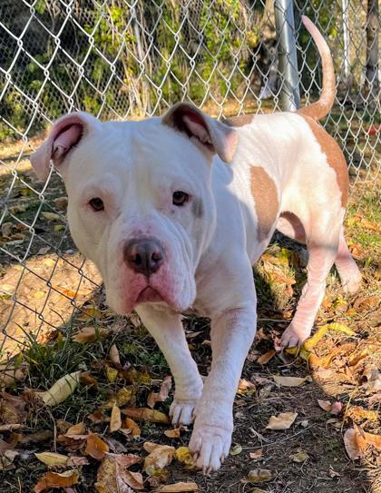 Enlarge Mookie, an adoptable mixed breed in Mishawaka, IN image 6/6