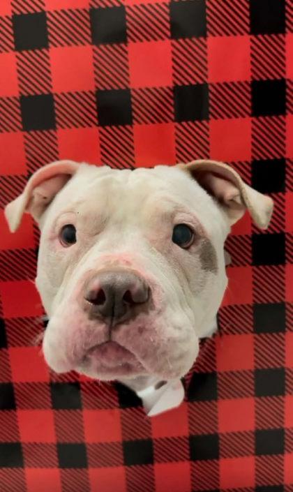 Enlarge Mookie, an adoptable mixed breed in Mishawaka, IN image 4/6