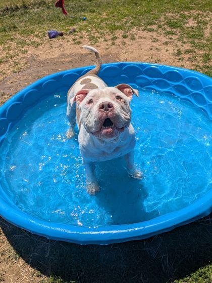 Mookie, adoptable, Adult Female Mixed Breed.