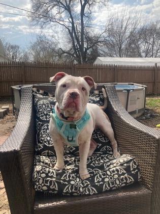 Enlarge Mookie, an adoptable mixed breed in Mishawaka, IN image 3/6