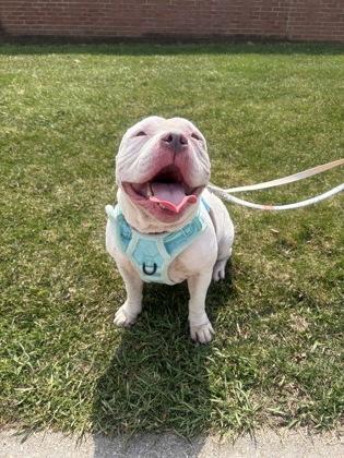 Enlarge Mookie, an adoptable mixed breed in Mishawaka, IN image 2/6