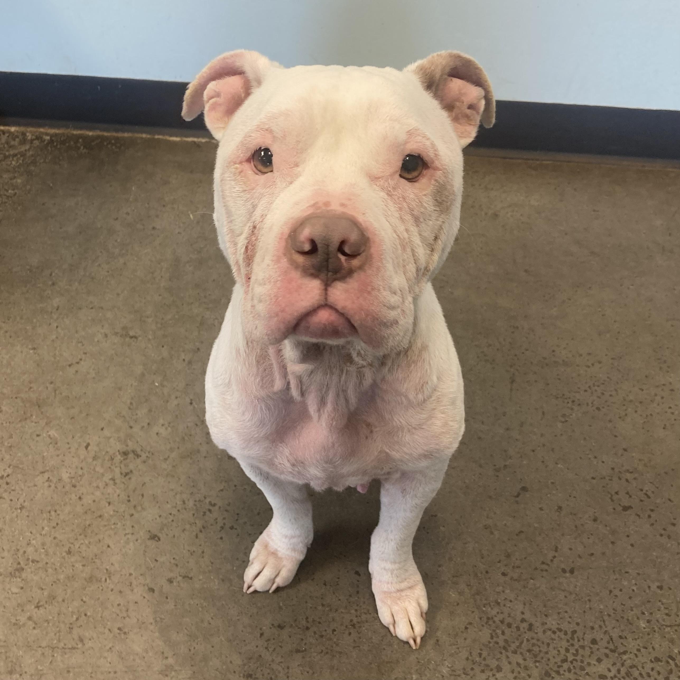 Enlarge Mookie, an adoptable mixed breed in Mishawaka, IN image 4/6