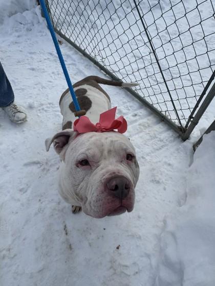 Enlarge Mookie, an adoptable mixed breed in Mishawaka, IN image 2/6