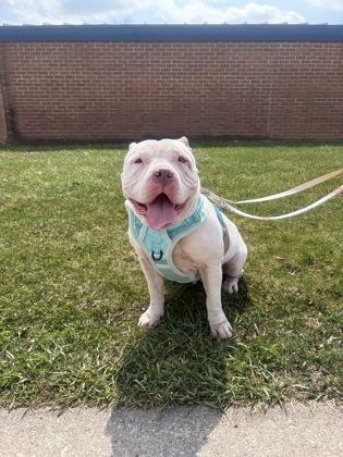 Enlarge Mookie, an adoptable mixed breed in Mishawaka, IN image 4/6