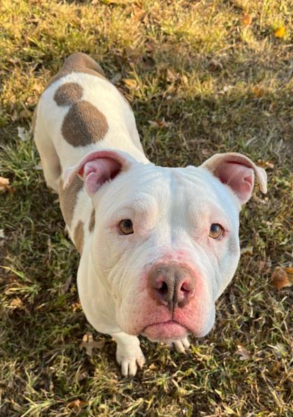 Mookie, adoptable, Adult Female Mixed Breed.