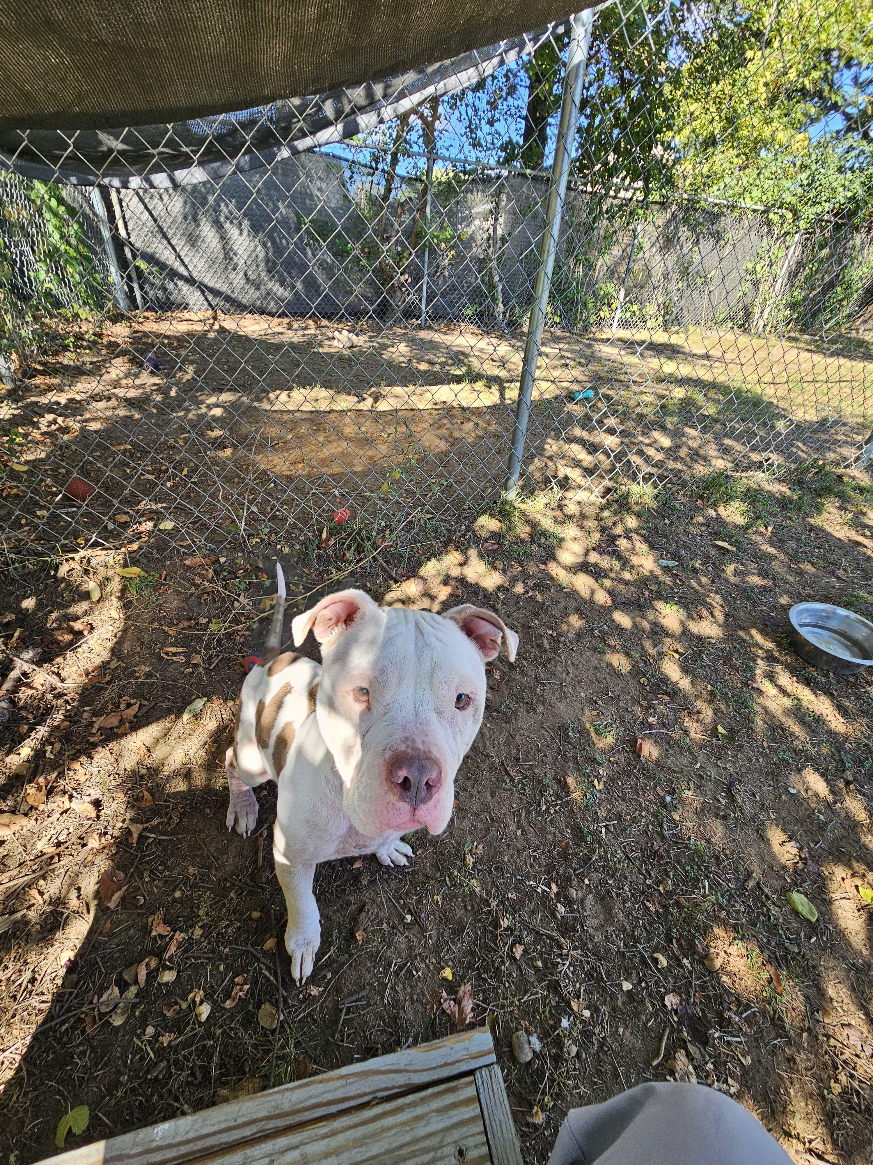 Mookie, adoptable, Adult Female Mixed Breed.