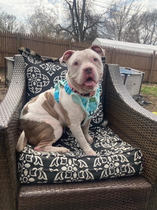 Enlarge Mookie, an adoptable mixed breed in Mishawaka, IN image 5/6
