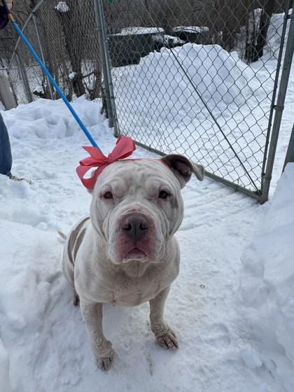 Enlarge Mookie, an adoptable mixed breed in Mishawaka, IN image 5/6