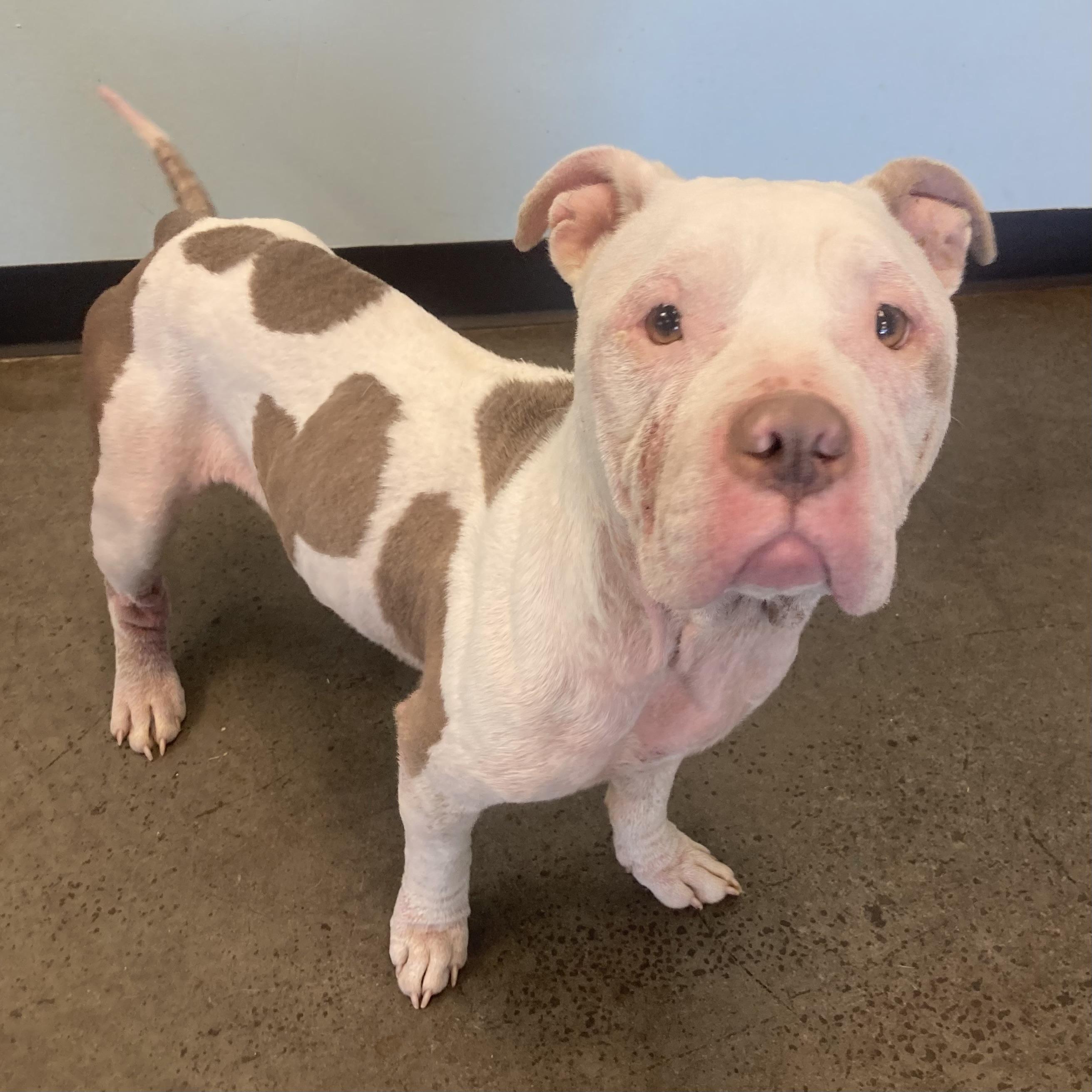 Enlarge Mookie, an adoptable mixed breed in Mishawaka, IN image 5/6