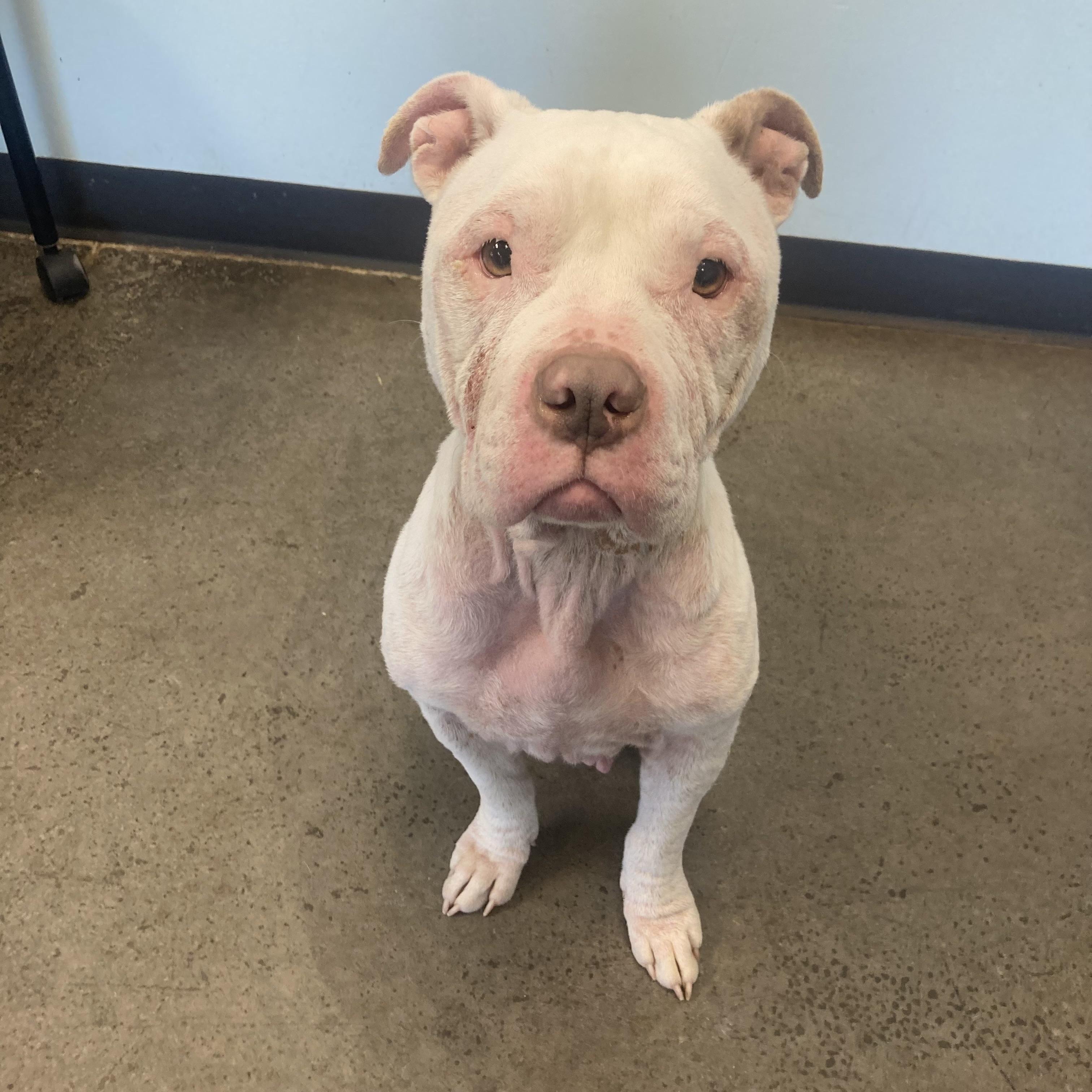 Enlarge Mookie, an adoptable mixed breed in Mishawaka, IN image 6/6