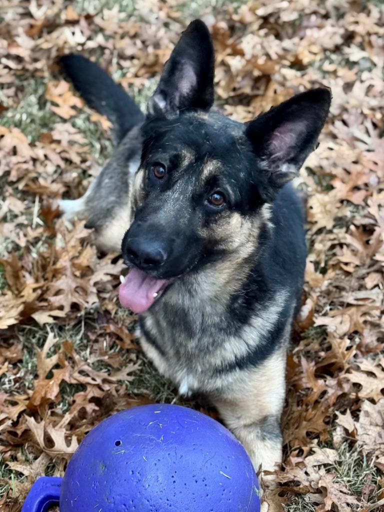 Enlarge Cash, a Adoptable German Shepherd Dog in Farmersville, TX image 1/6