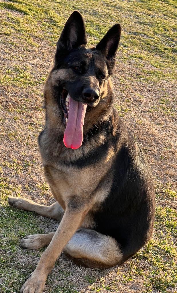 Enlarge Cash, a Adoptable German Shepherd Dog in Farmersville, TX image 3/6