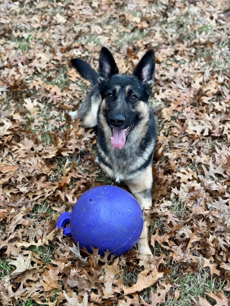Enlarge Cash, a Adoptable German Shepherd Dog in Farmersville, TX image 4/6