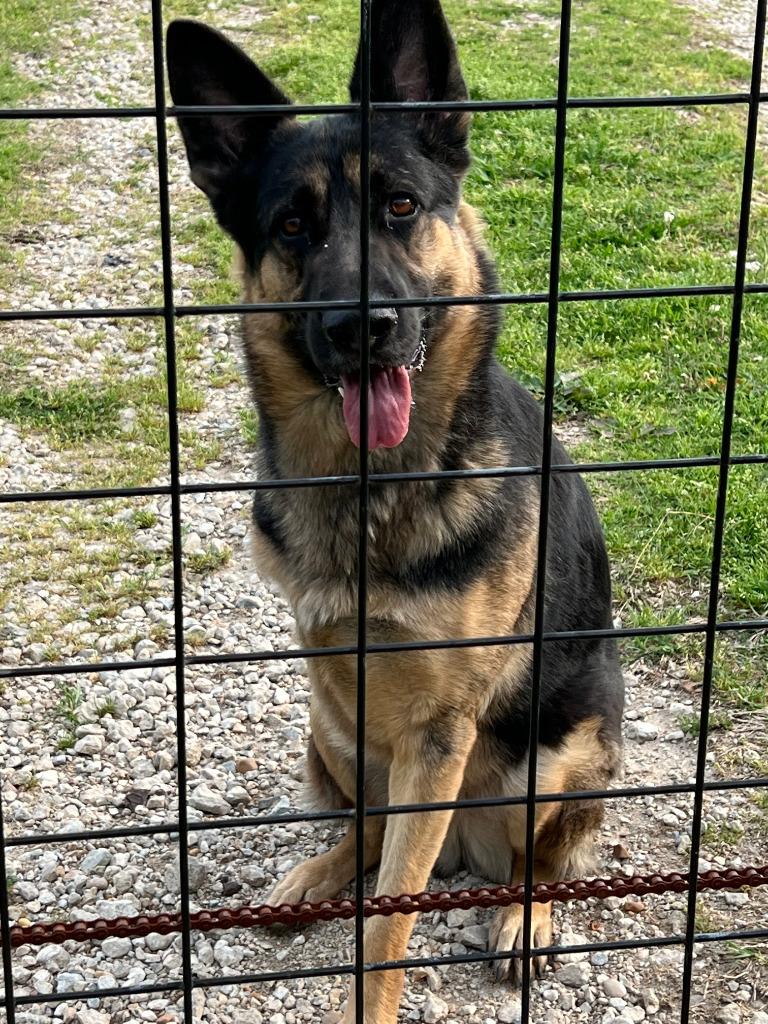 Enlarge Cash, a Adoptable German Shepherd Dog in Farmersville, TX image 5/6