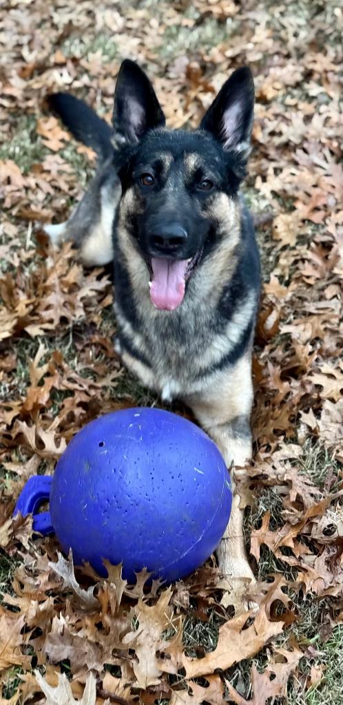 Enlarge Cash, a Adoptable German Shepherd Dog in Farmersville, TX image 6/6