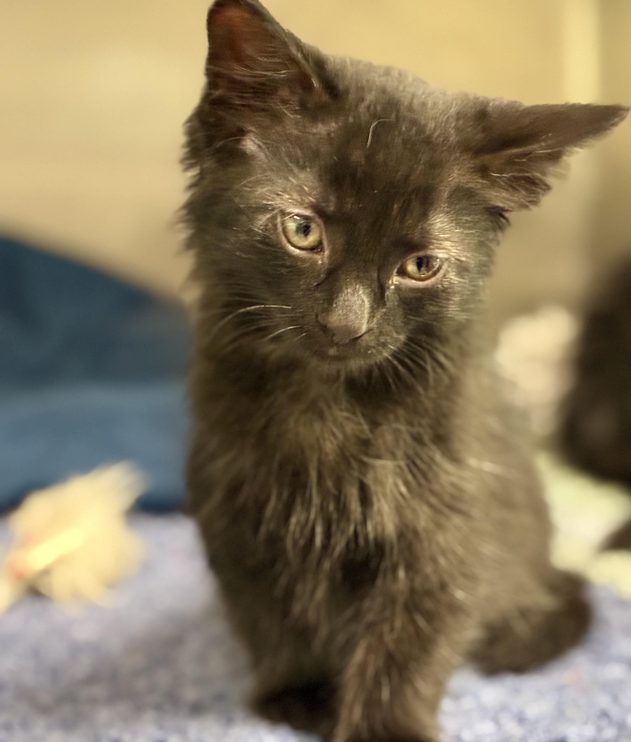 Enlarge Asher, a ADOPTABLE Domestic Long Hair in Sandusky, MI image 2/6