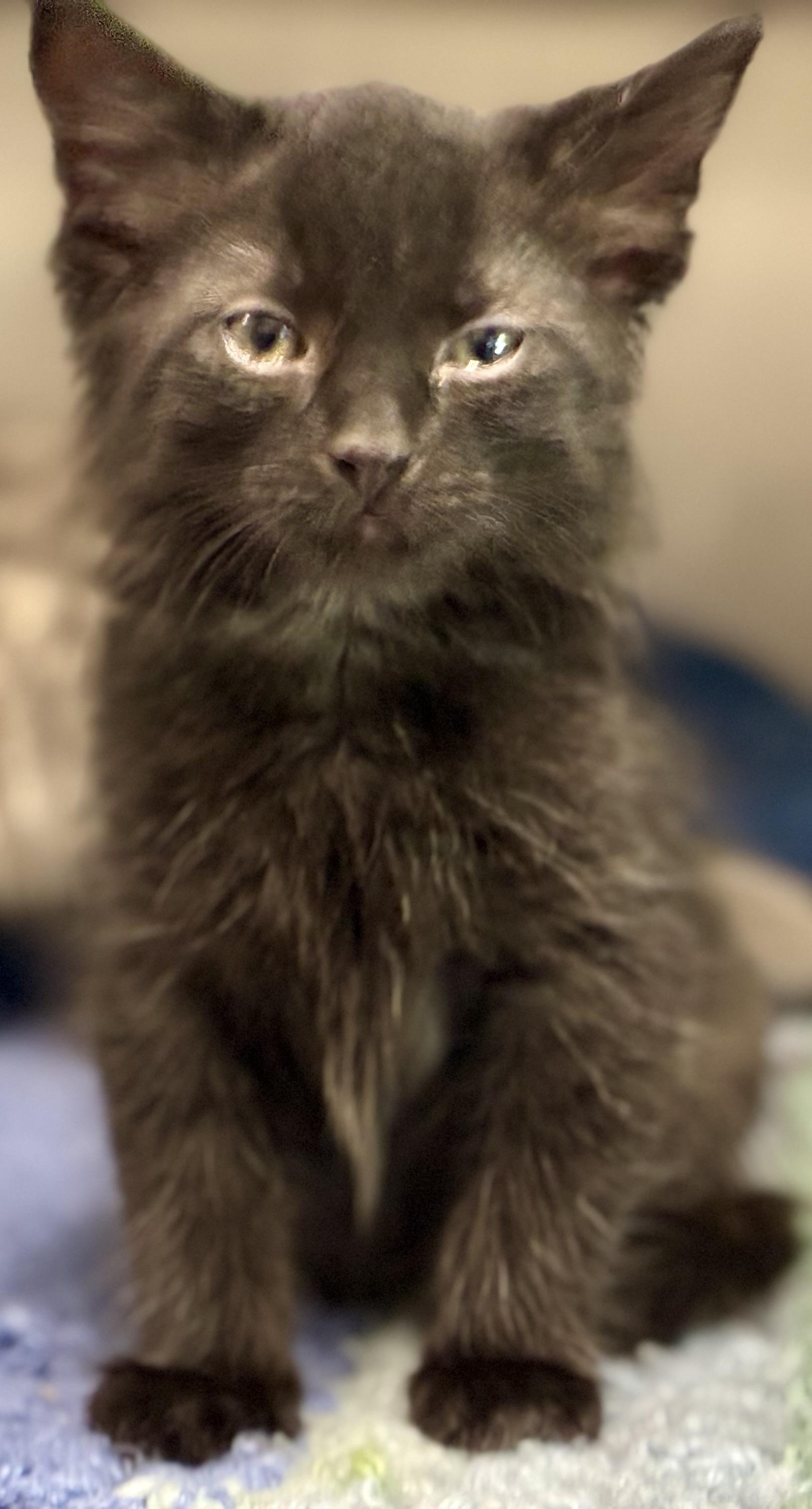 Enlarge Asher, a ADOPTABLE Domestic Long Hair in Sandusky, MI image 5/6