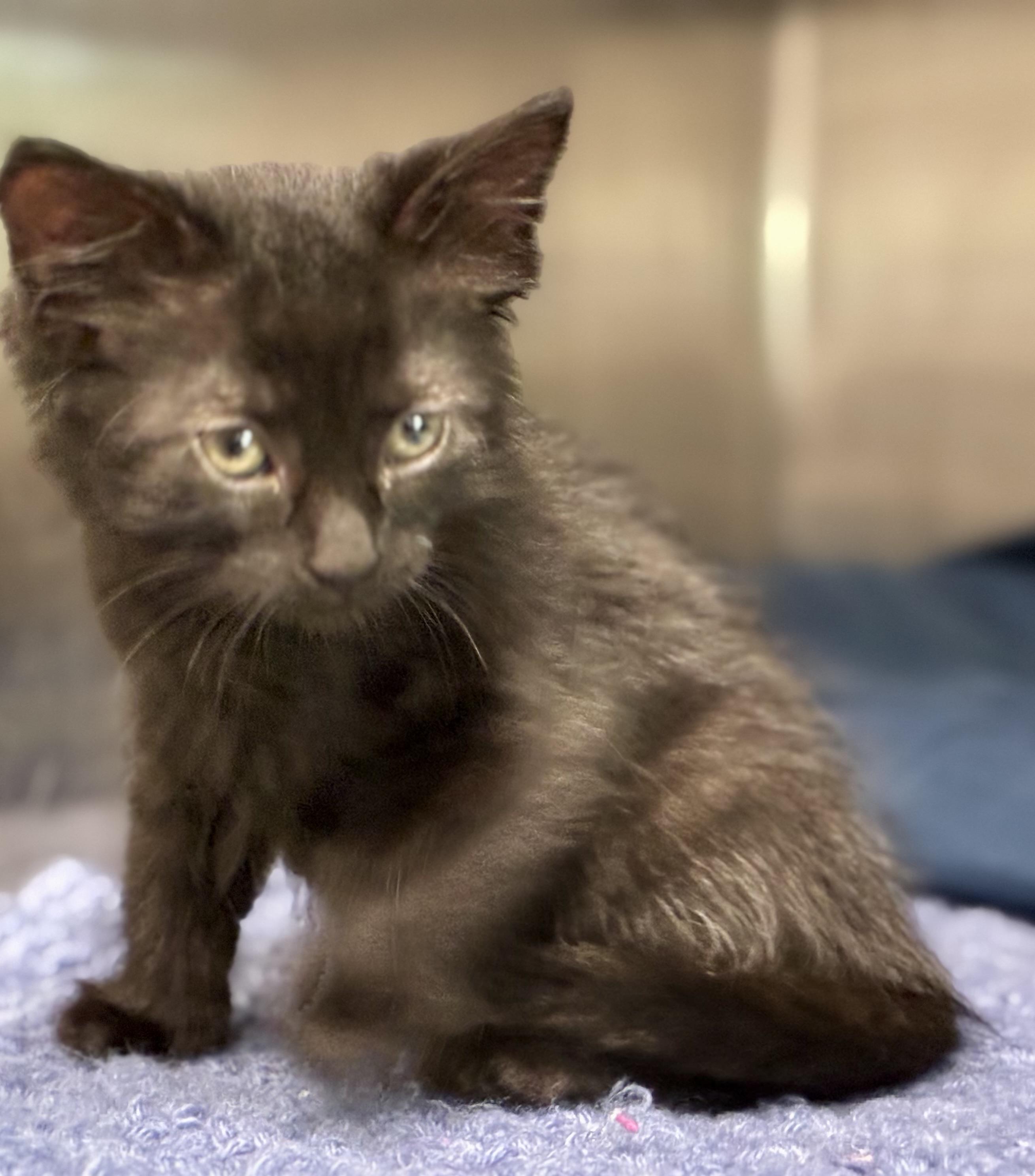 Enlarge Asher, a ADOPTABLE Domestic Long Hair in Sandusky, MI image 6/6