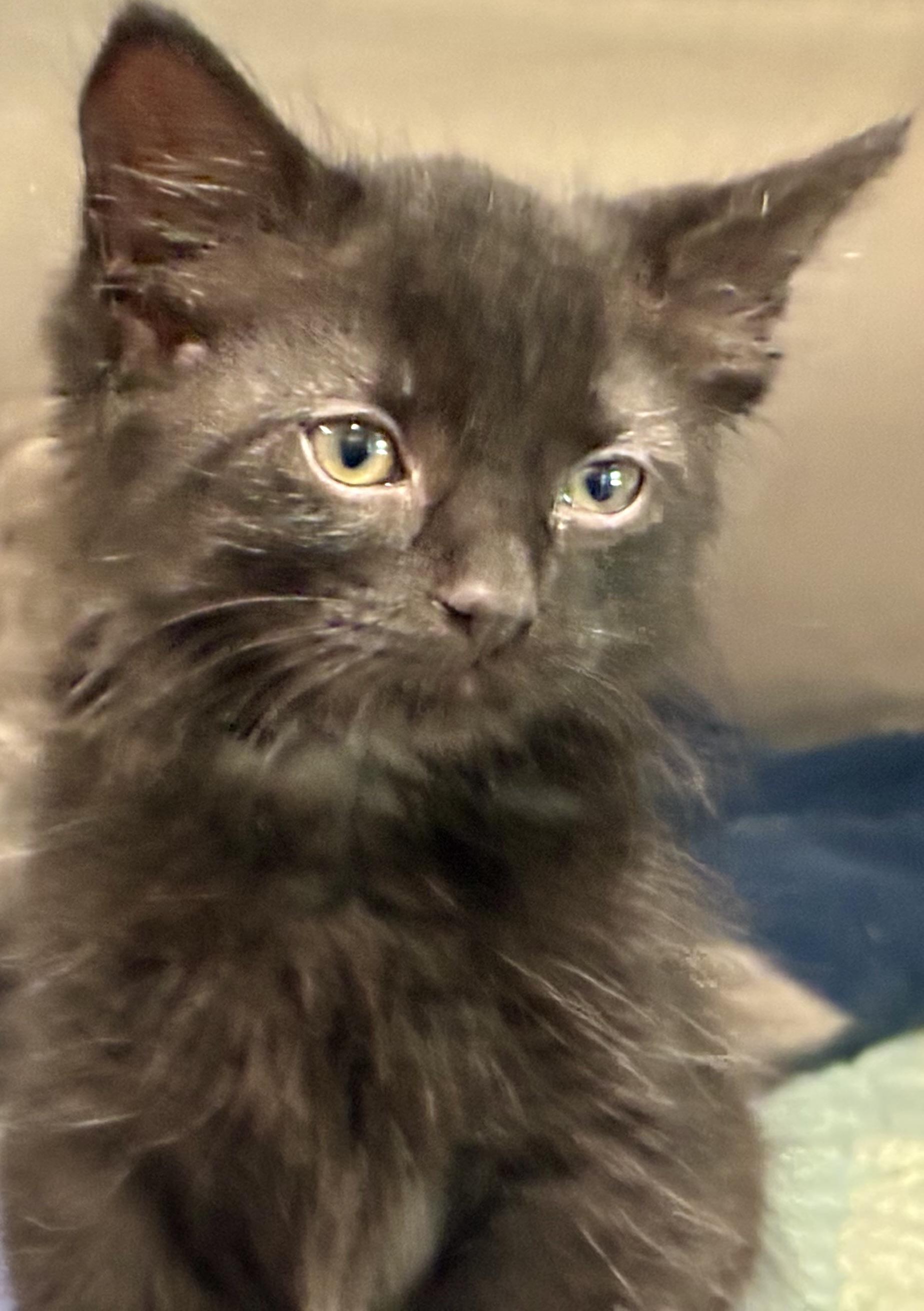 Enlarge Asher, a ADOPTABLE Domestic Long Hair in Sandusky, MI image 4/6