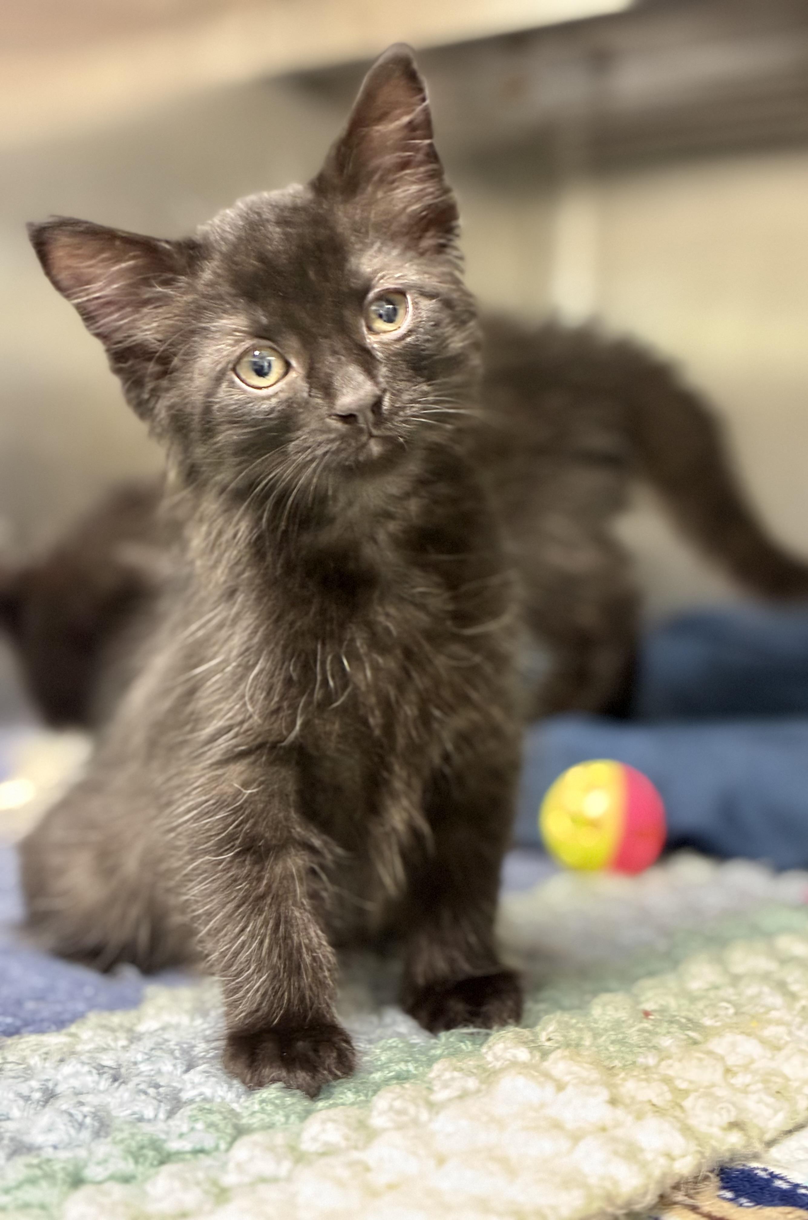 Asher, ADOPTABLE, Kitten Male Domestic Long Hair.
