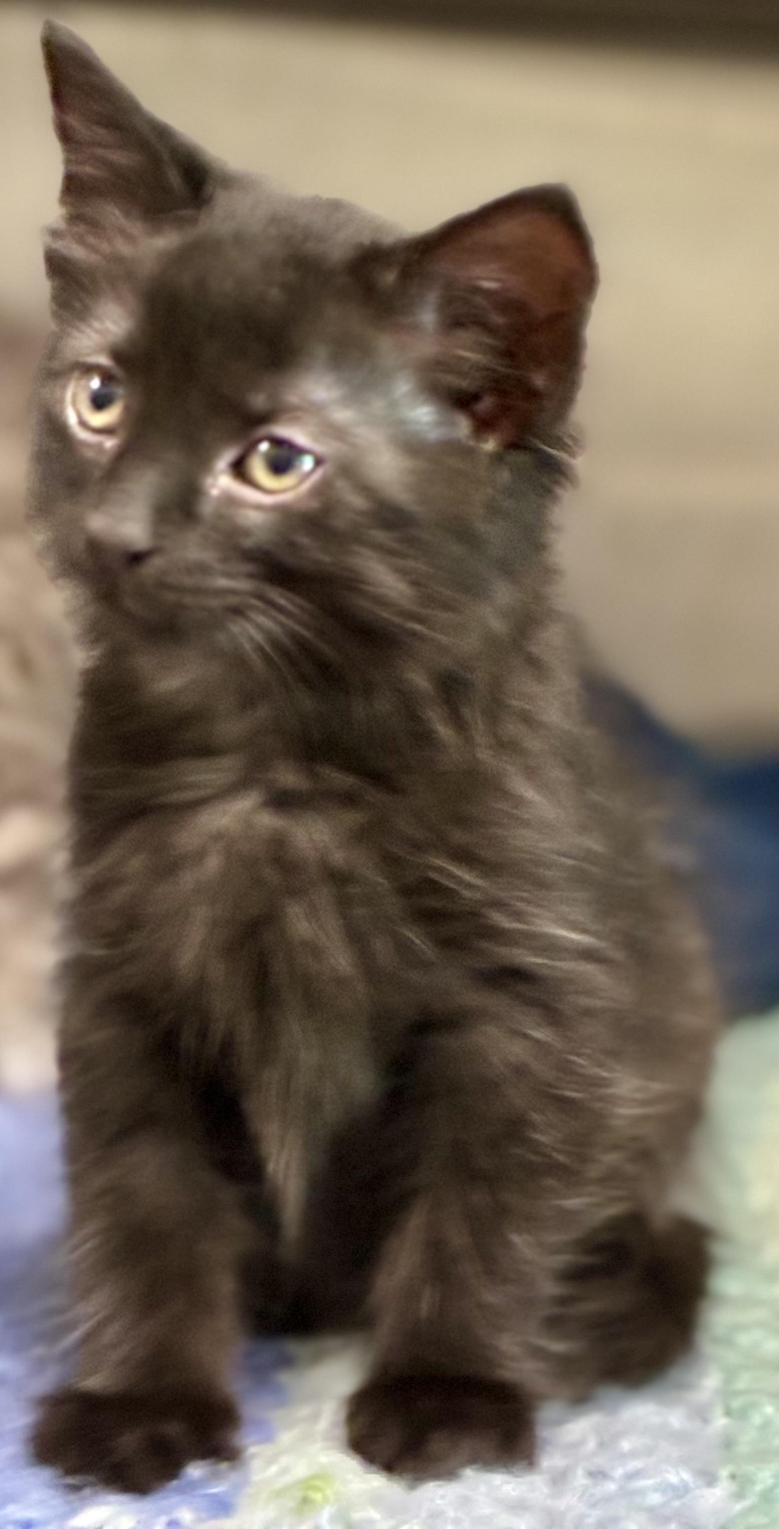 Enlarge Asher, a ADOPTABLE Domestic Long Hair in Sandusky, MI image 3/6